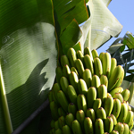 Bananas, Isla Baja