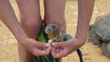 A Barbary squirrel on Fuerteventura, exploiting its cuteness to maximum gain.
